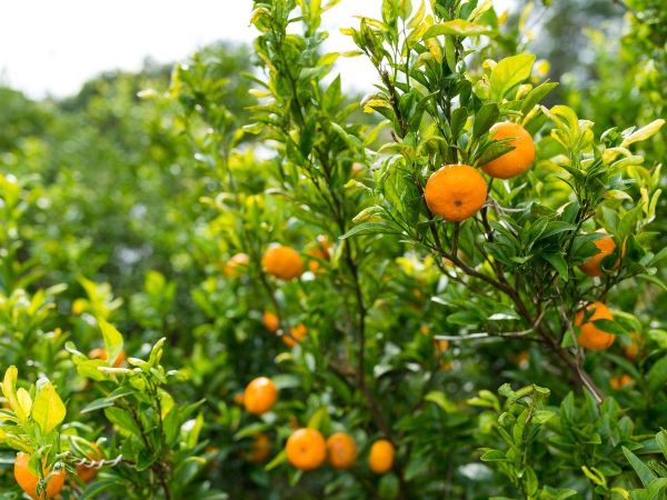 Adriatycka Mozaika - Bośnia i Chorwacja (edycja mandarynkowa) - Bośnia i Hercegowina