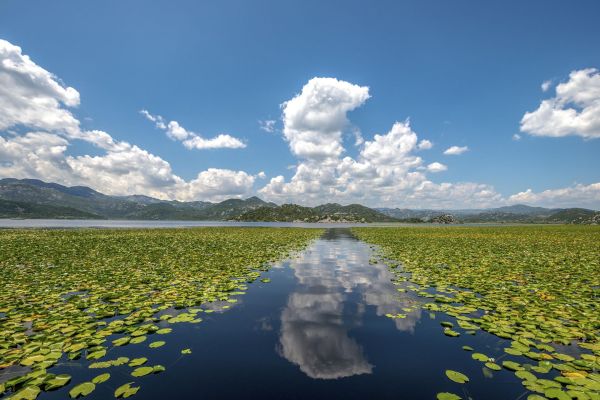 Wycieczka fakultatywna: Czarnogóra - Jezioro Szkoderskie - Czarnogóra