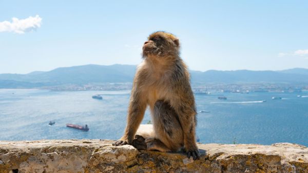 Wycieczka fakultatywna: Hiszpania - Malaga: Wycieczka do Gibraltaru - Hiszpania