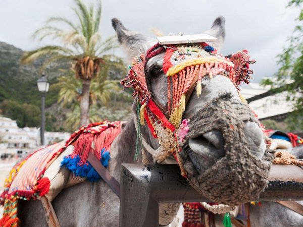 Wycieczka fakultatywna: Hiszpania - Malaga: Wycieczka do Mijas, Marbella i Puerto Banús - Hiszpania