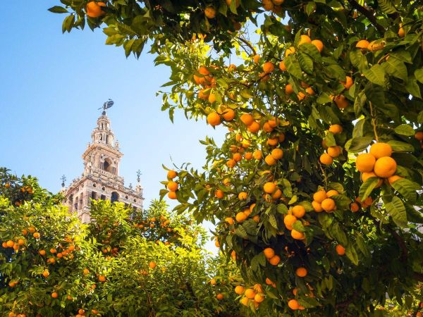 Wycieczka fakultatywna: Hiszpania - Malaga: Wycieczka do Sewilli - Hiszpania